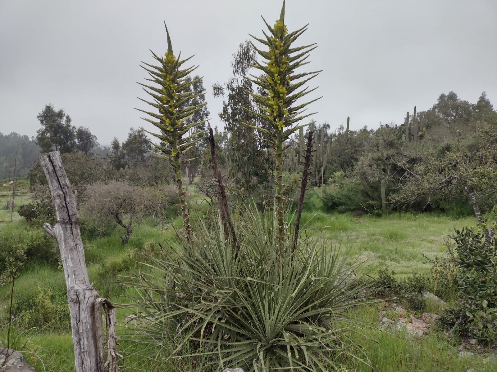 El Chagual, una planta tradicional en inminente peligro de desaparecer.